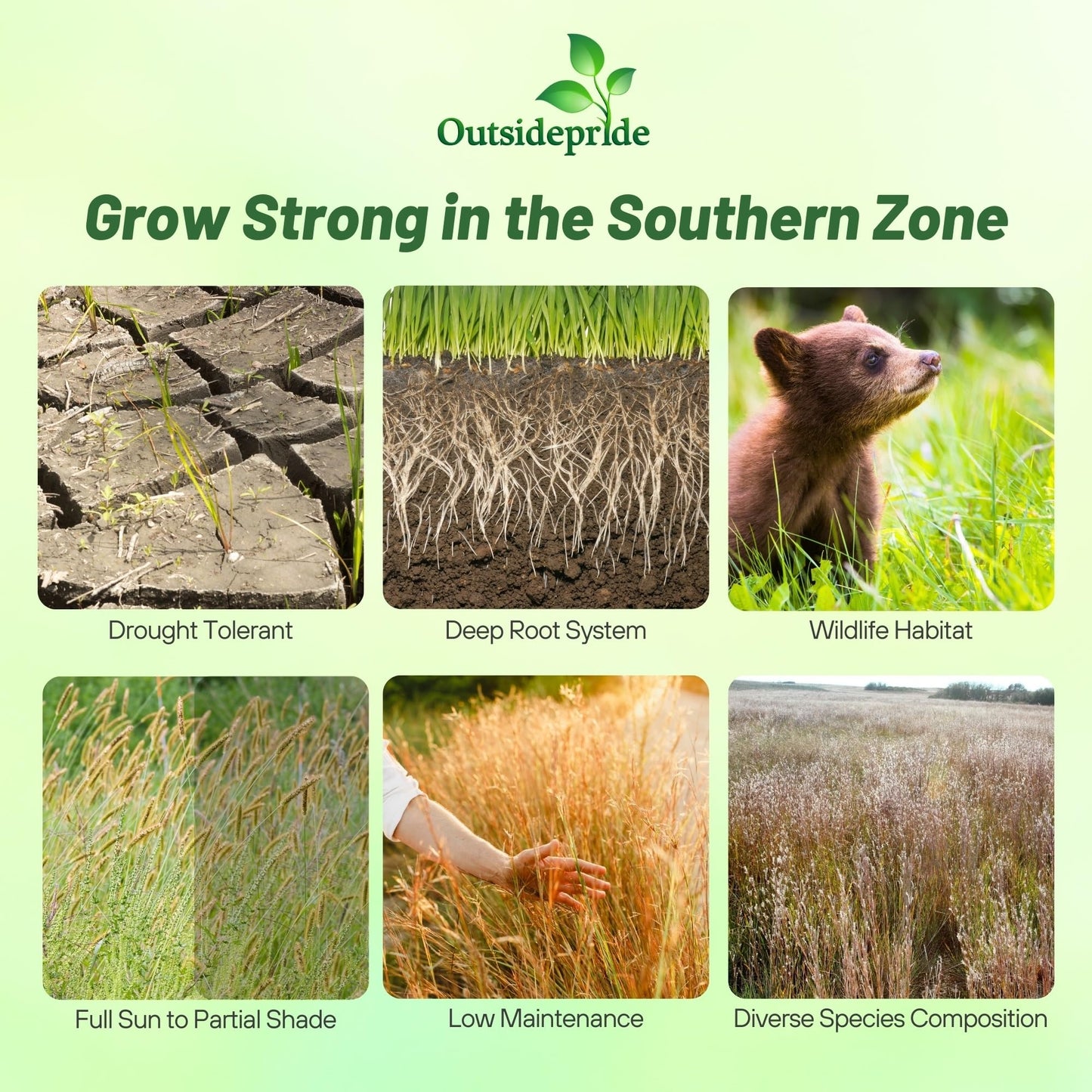 Outsidepride Southeast Native Grass Seed Mix - 5 lbs. Perennial Drought-Tolerant Blend of Warm & Cool Season Grass Seeds for Southern Lawns, Ideal for Wildlife, Erosion Control & Soil Improvement